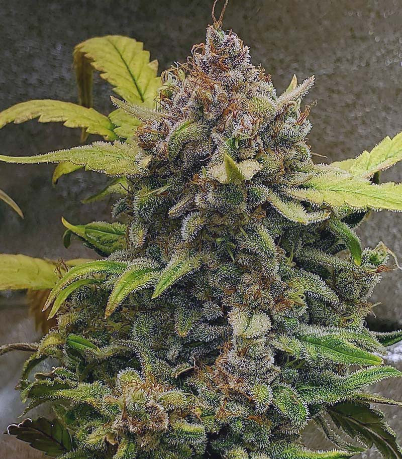 Roślina odmiany Original Auto Chemdawg – zdjęcie 10