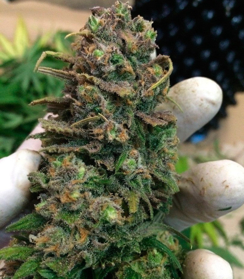 Roślina odmiany Lemon Shining Silver Haze – zdjęcie 5