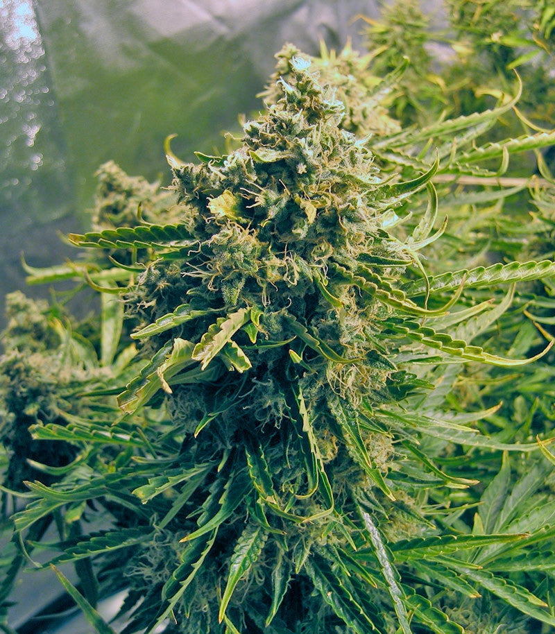 Roślina odmiany Think Different Auto – zdjęcie 4