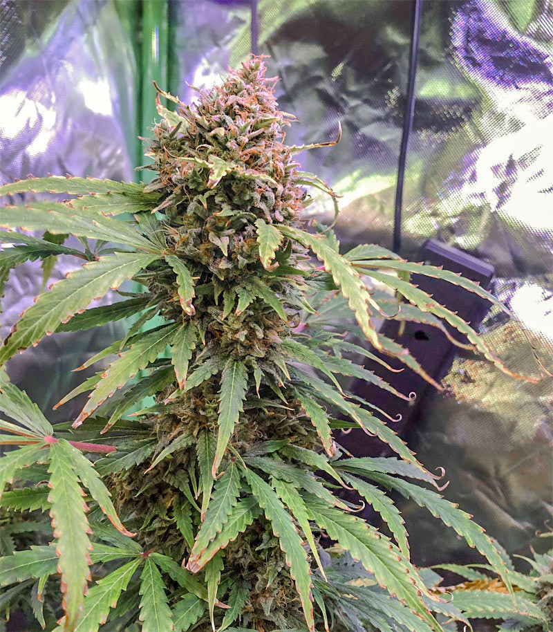 Roślina odmiany Tangerine Dream Auto – zdjęcie 7