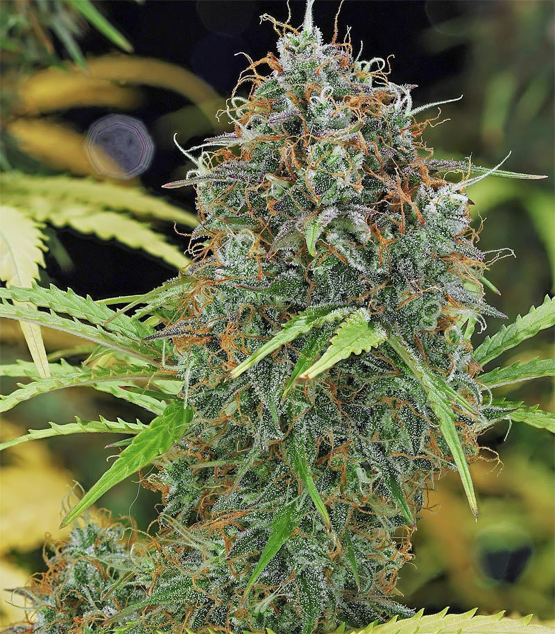 Roślina odmiany Amnesia Haze Automatic – zdjęcie 5