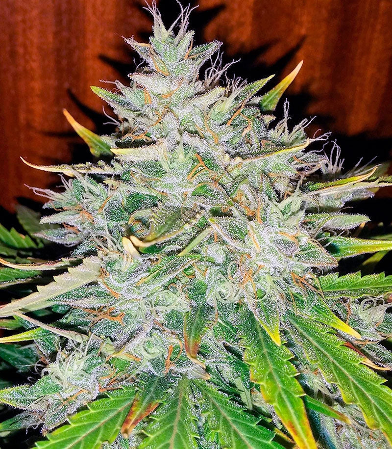 Roślina odmiany Auto White Widow – Dutch Passion – zdjęcie 5