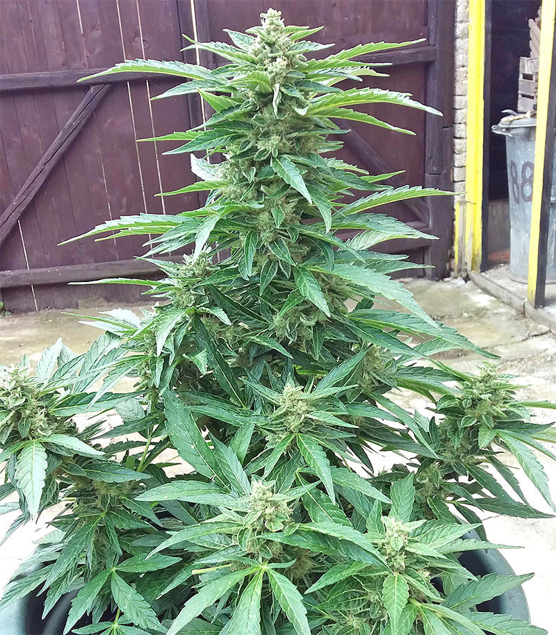 Roślina odmiany BCN Power Plant Autoflower – zdjęcie 11