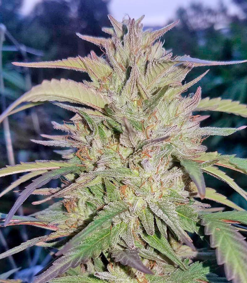 Roślina odmiany Blueberry Headband – zdjęcie 3