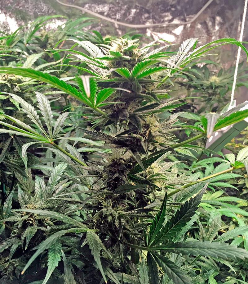 Roślina odmiany Bubba Cheese Auto – zdjęcie 5