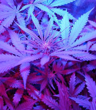 Roślina odmiany Critical Jack Herer Auto – zdjęcie 4