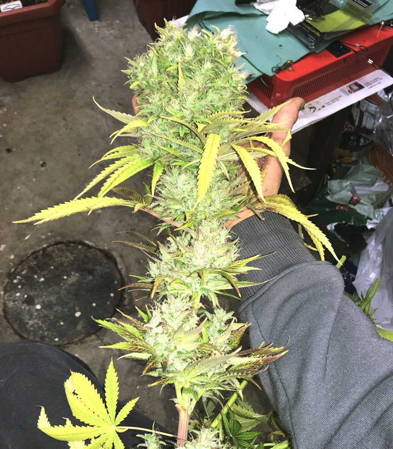 Roślina odmiany Californian Orange – zdjęcie 8