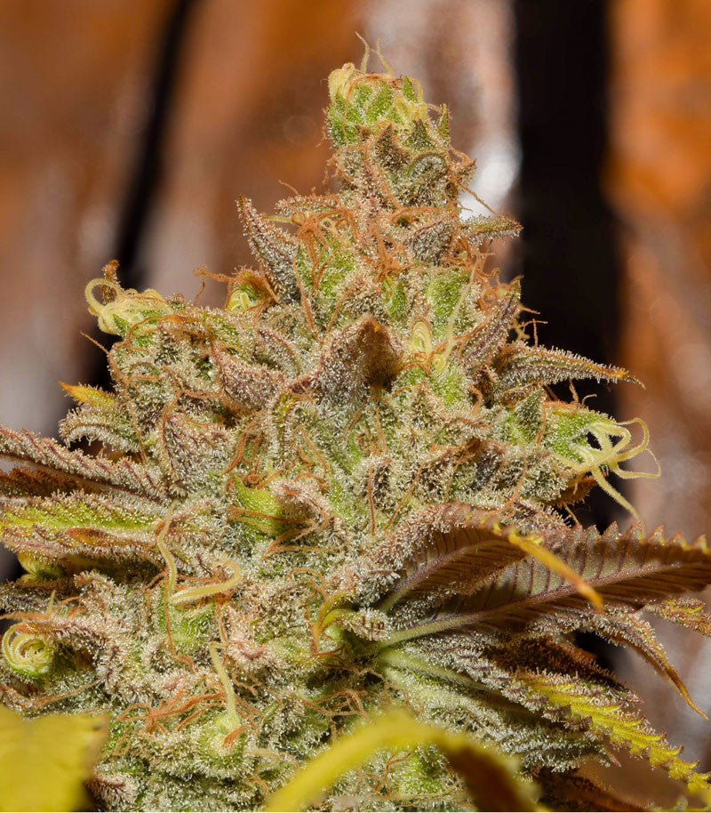 Roślina odmiany Critical Super Silver Haze – zdjęcie 15