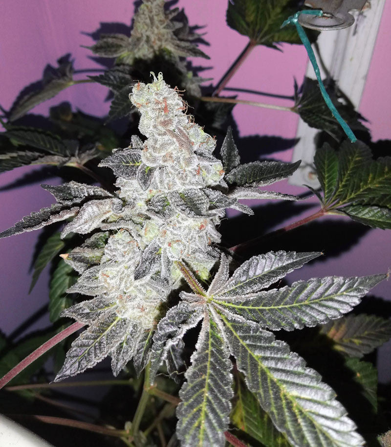 Roślina odmiany Girl Scout Cookies – Blimburn Seeds – zdjęcie 5