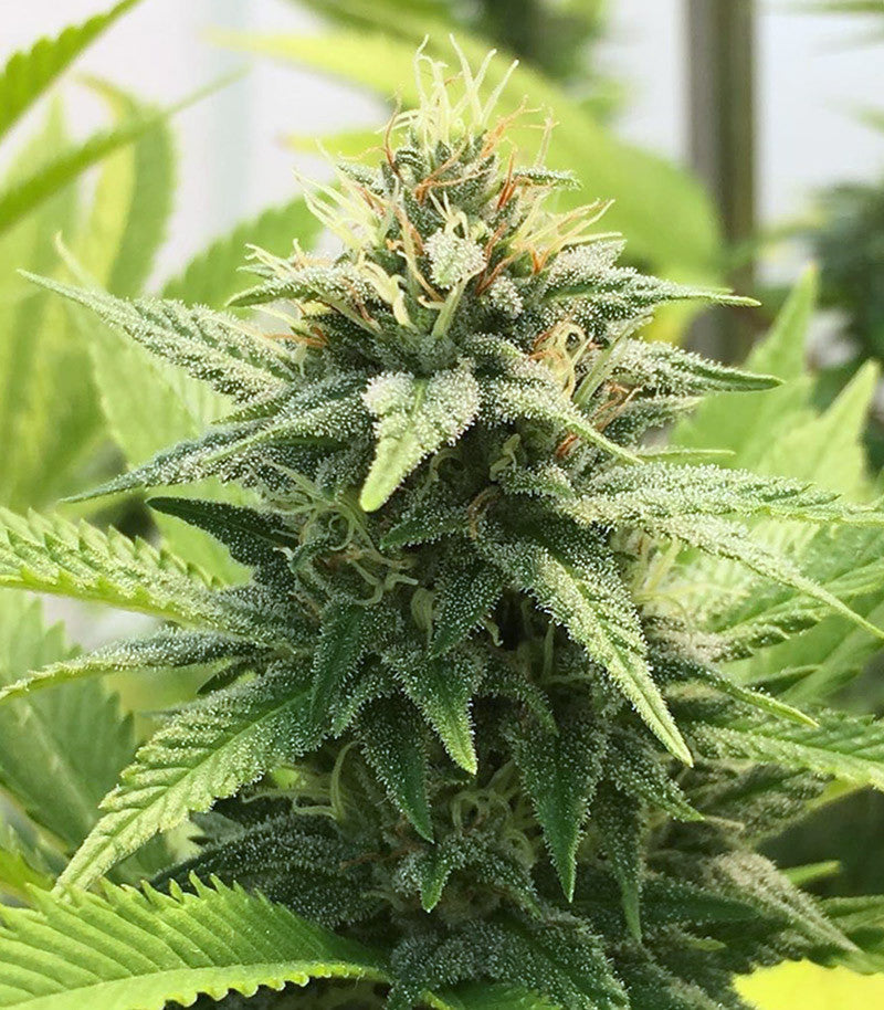 Roślina odmiany GG#4 Original Glue – zdjęcie 5