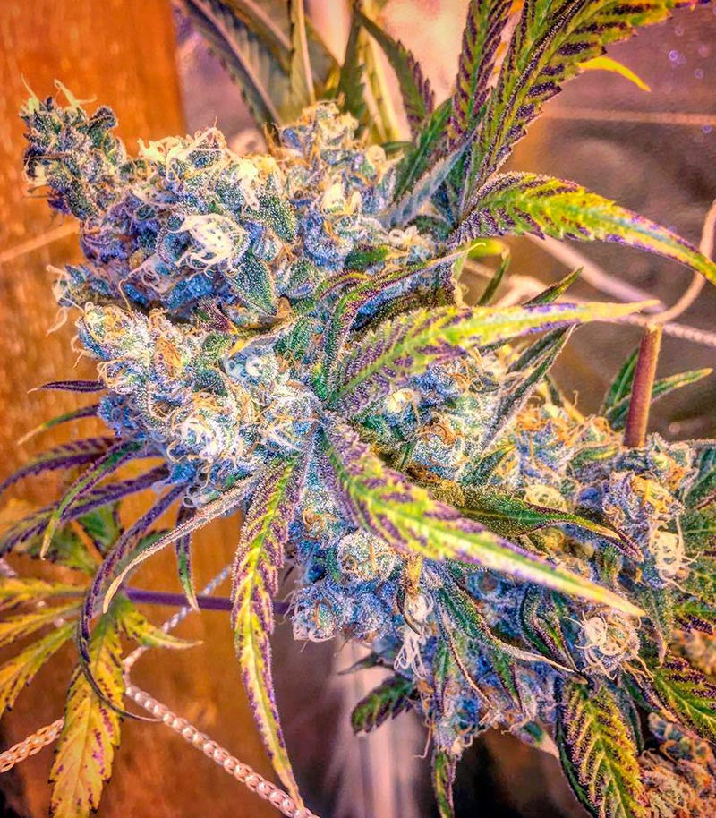 Roślina odmiany Green Crack – Humboldt Seeds Organization – zdjęcie 9