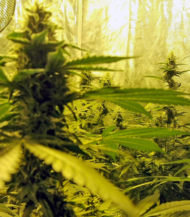 Roślina odmiany Northern Lights – Pyramid Seeds – zdjęcie 3