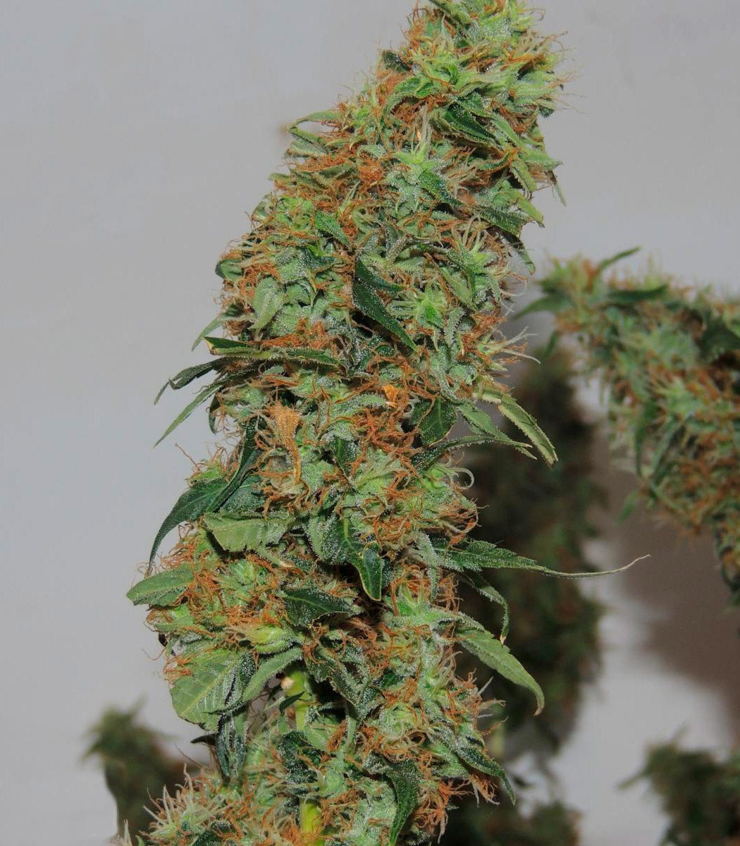 Roślina odmiany Orange Bud – zdjęcie 4