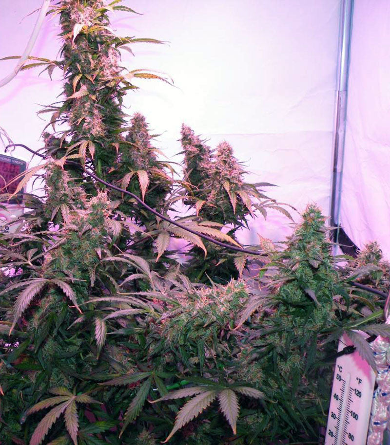 Roślina odmiany Skunk #1 Automatic – zdjęcie 10