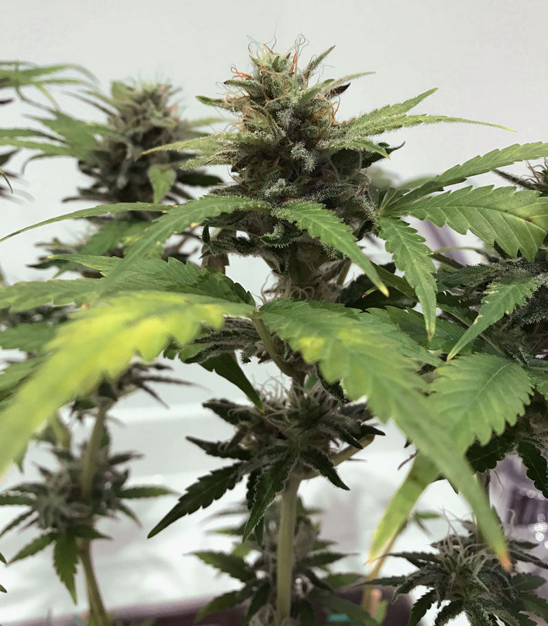 Roślina odmiany Skunk #1 – zdjęcie 9