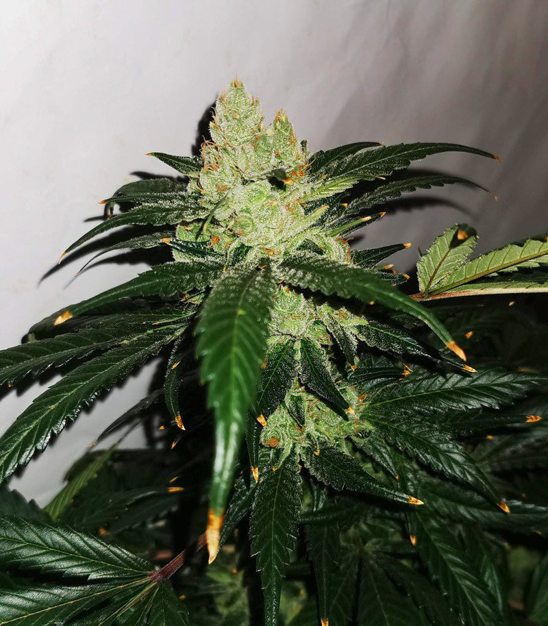 Roślina odmiany Sour Diesel – Blimburn Seeds – zdjęcie 3