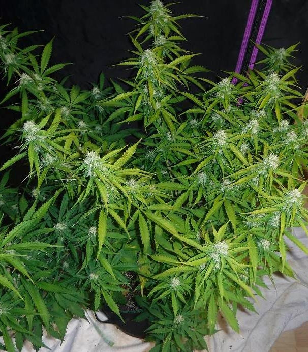 Roślina odmiany Sugar Black Rose Auto – zdjęcie 4