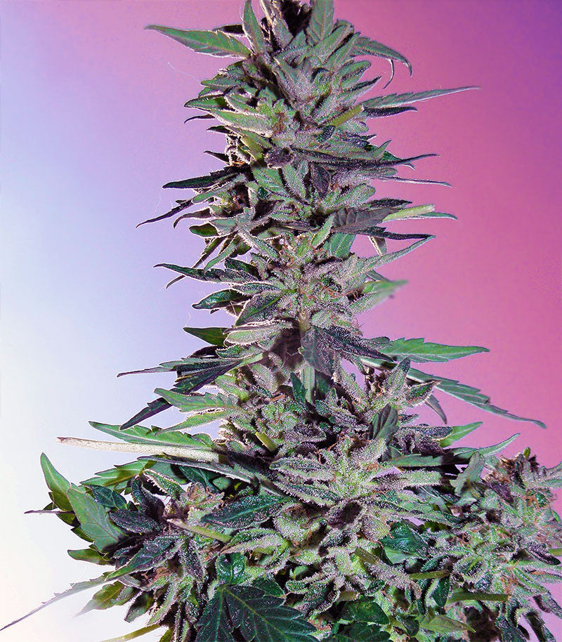 Roślina odmiany Sweet Pure Auto CBD – zdjęcie 4