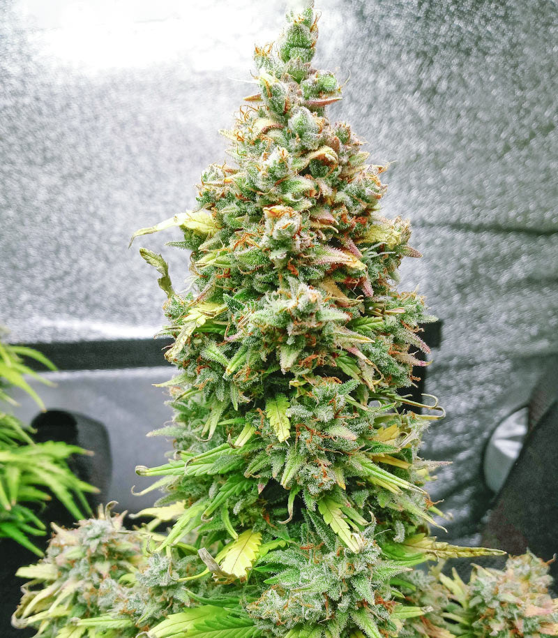 Roślina odmiany Original Afghan Kush Auto – zdjęcie 8