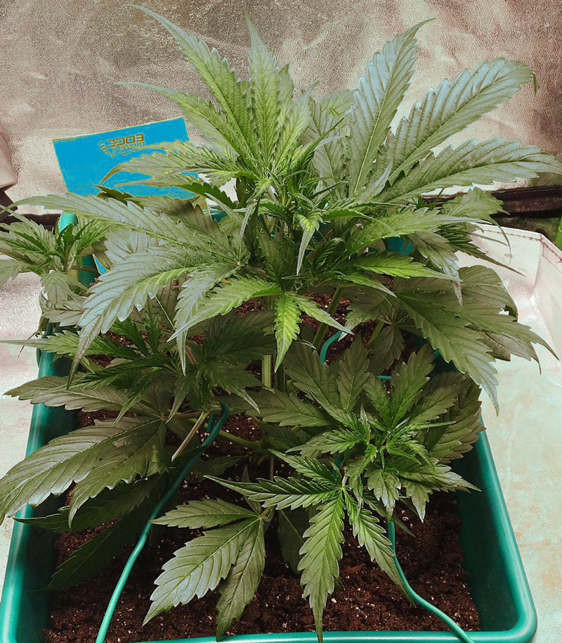 Roślina odmiany Auto Critical Orange Punch – zdjęcie 6