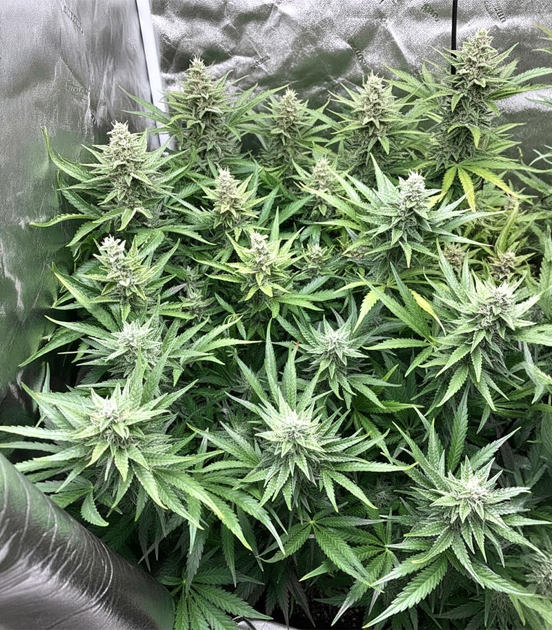 Roślina odmiany Sensi #34 Auto CBD – zdjęcie 6