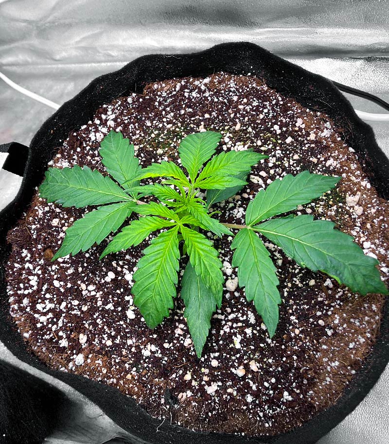 Roślina odmiany Sour Apple Autoflower – zdjęcie 7