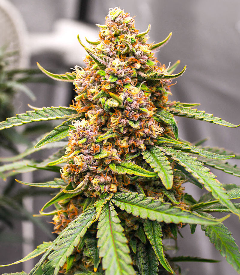 Roślina odmiany Runtz Autoflower – EGS – zdjęcie 6