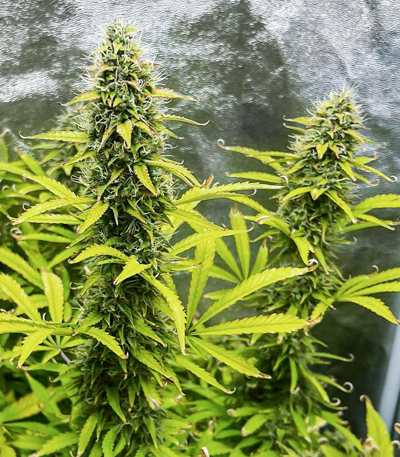 Roślina odmiany Kosher Kush 66 Autoflower – zdjęcie 7