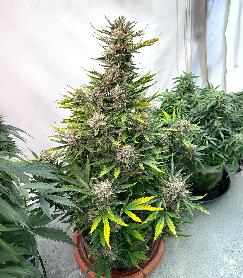 Roślina odmiany Humboldt Dream Autoflower – zdjęcie 7