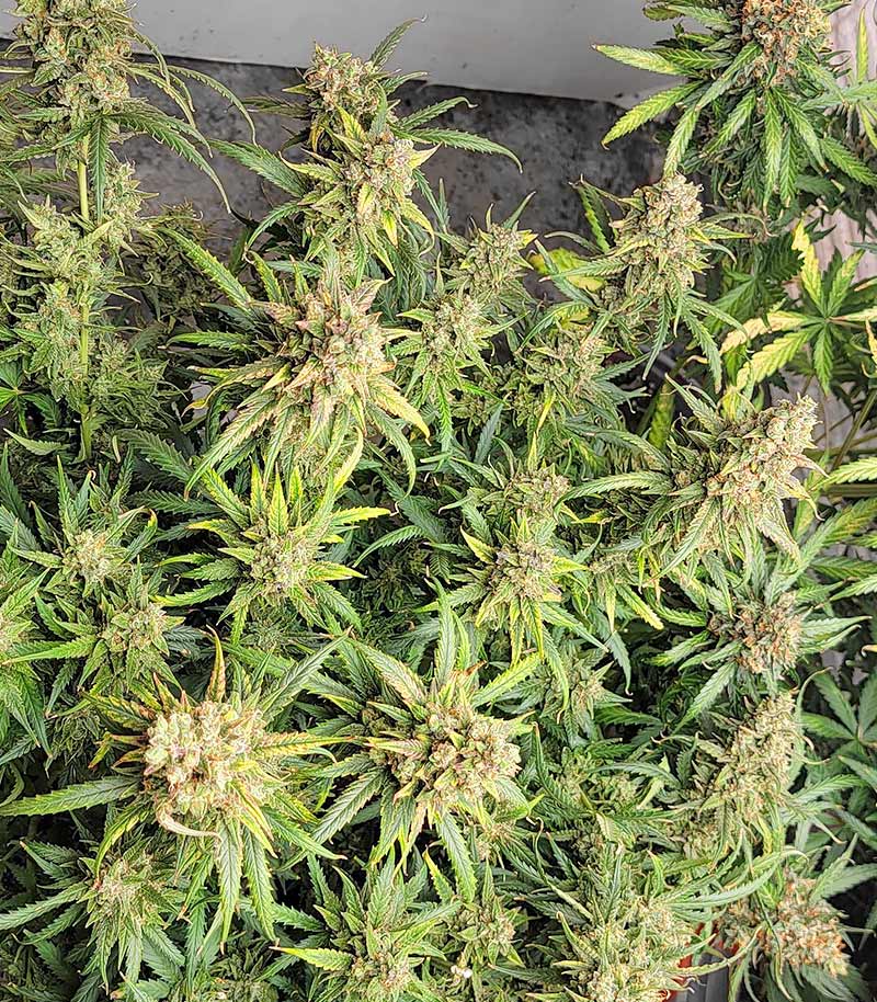 Roślina odmiany Girl Scout Cookies – Barney's Farm – zdjęcie 7