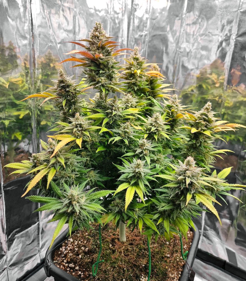 Roślina odmiany Amnesia Haze – zdjęcie 7