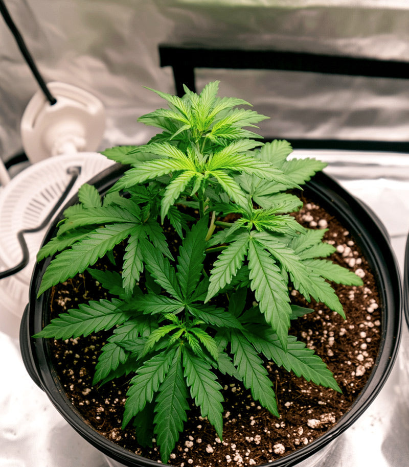 Roślina odmiany Bruce Banner #3 – Blimburn Seeds – zdjęcie 6