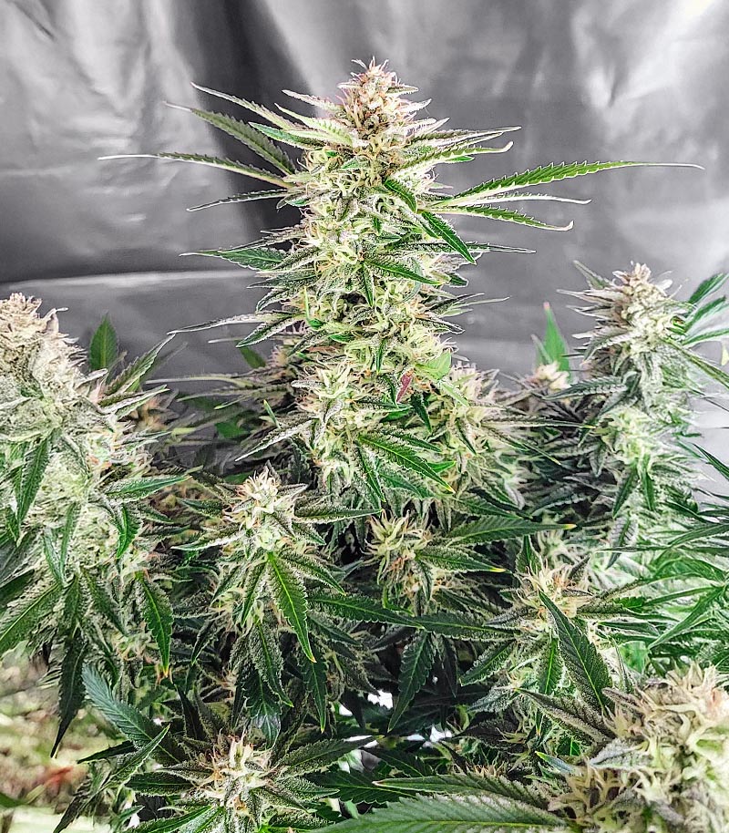 Roślina odmiany Skywalker Autoflower – Seedkeepers – zdjęcie 5