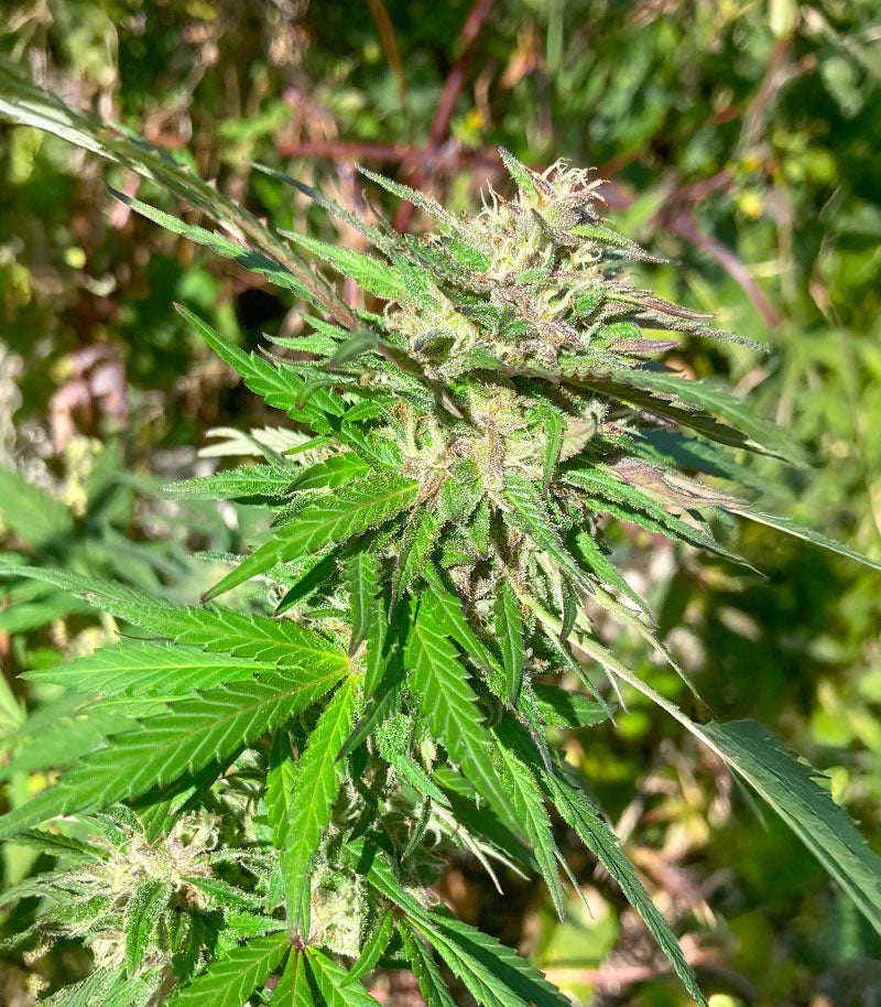 Roślina odmiany Jealousy Kush – zdjęcie 3
