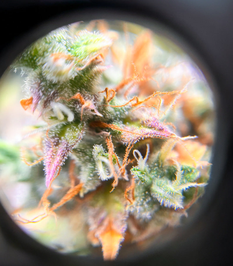 Roślina odmiany Keepers OG Autoflower – zdjęcie 6