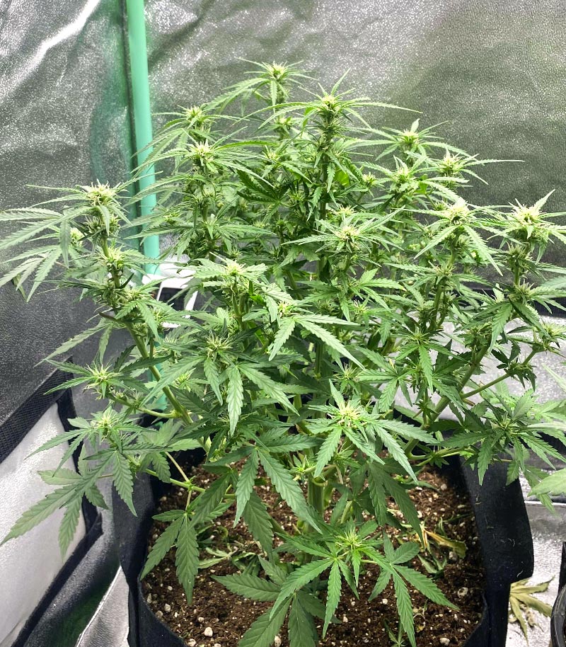 Roślina odmiany Purple Juice Auto – zdjęcie 9