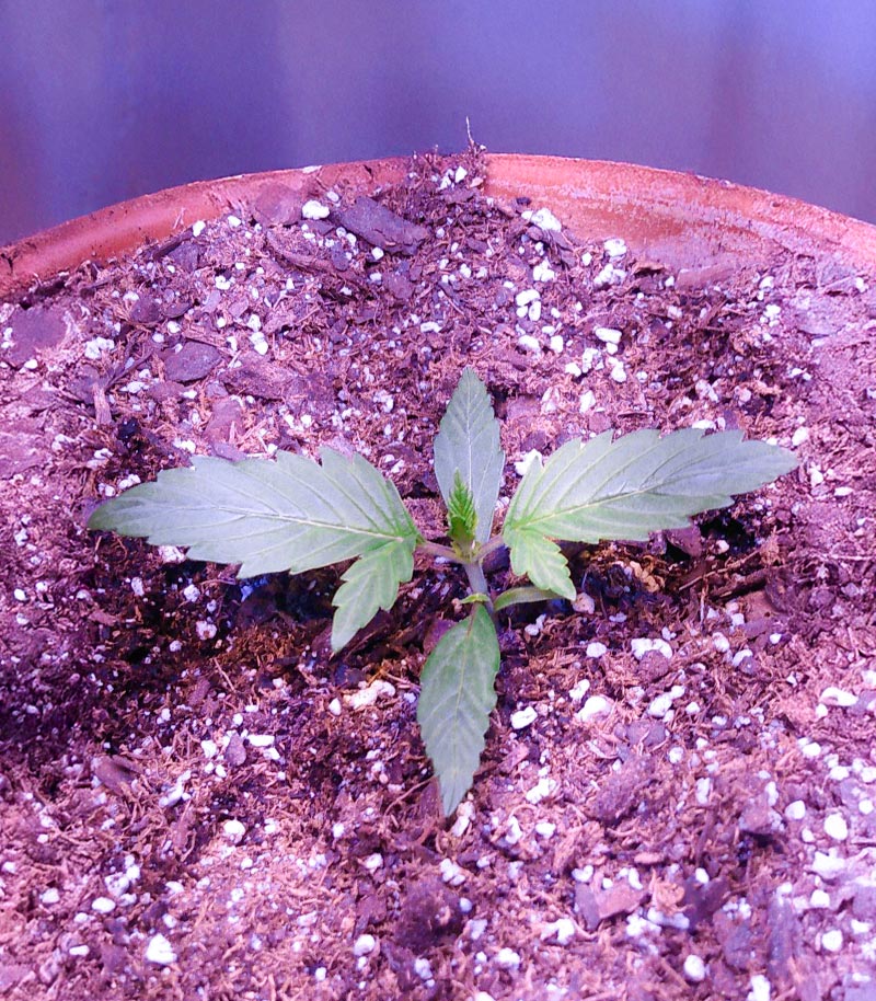 Roślina odmiany Pineapple Muffin Autoflower – zdjęcie 6