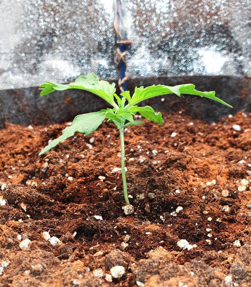 Roślina odmiany Girl Scout Cookies Auto – zdjęcie 4
