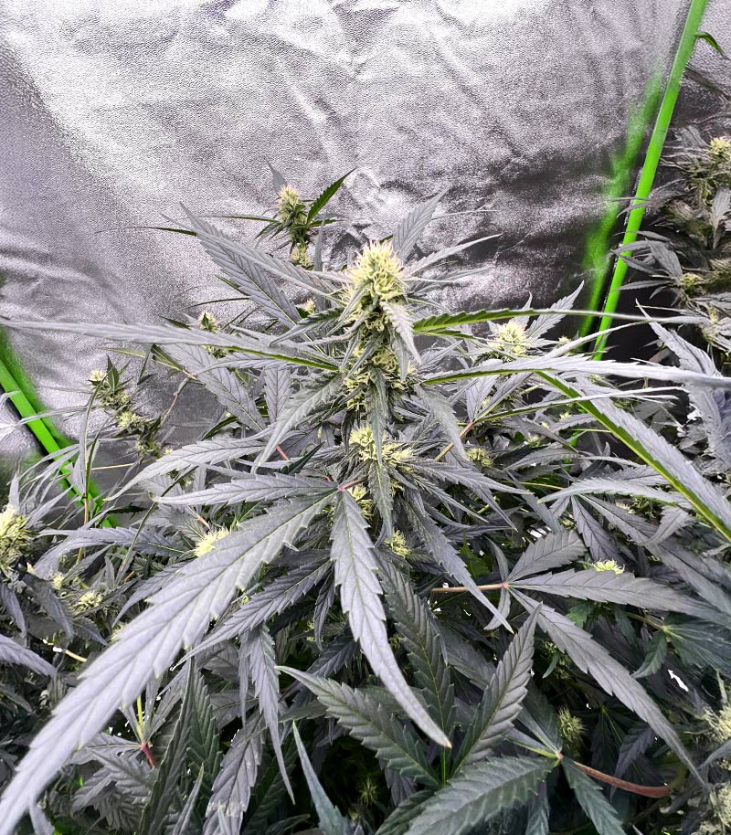 Roślina odmiany Auto GG#4 Original Glue F1 – Seedkeepers – zdjęcie 7