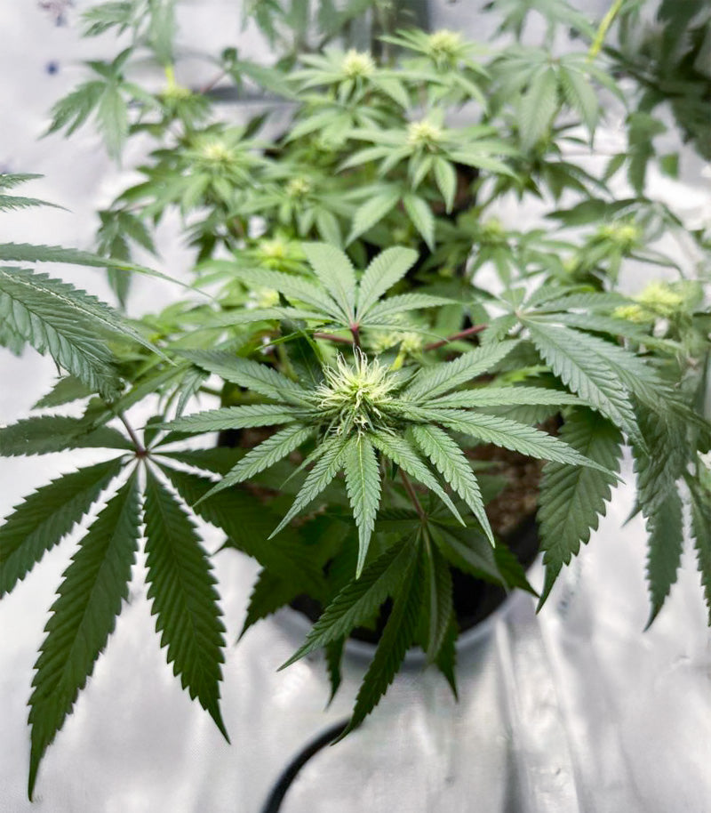 Roślina odmiany Florida Sunrise Autoflower – zdjęcie 6