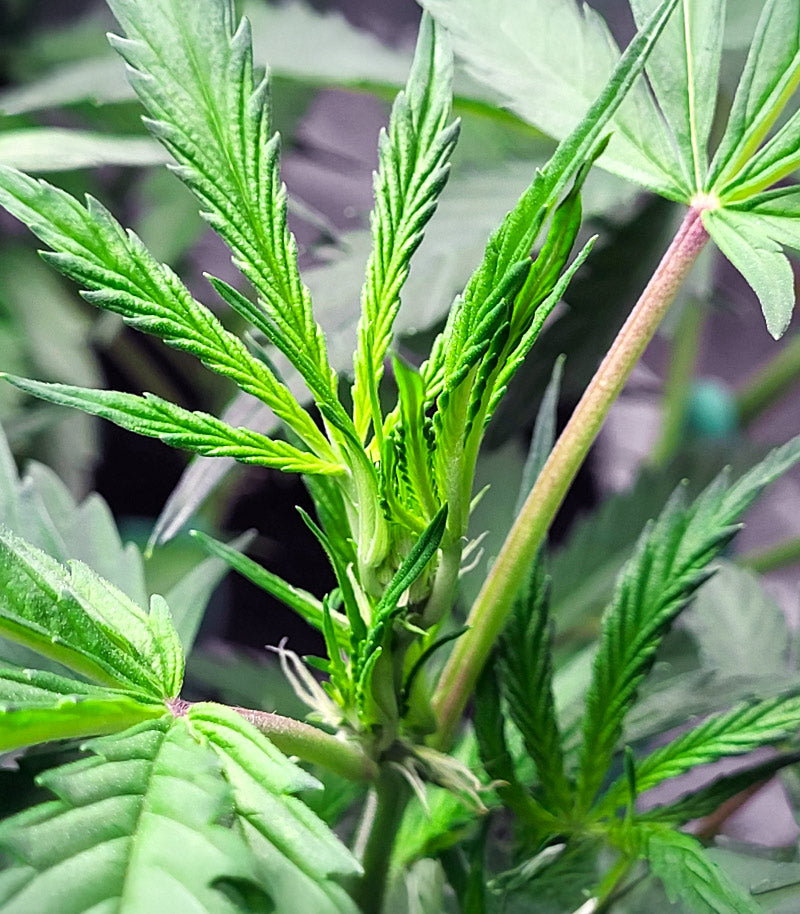 Roślina odmiany Bruce Banner Autoflower – Seedkeepers – zdjęcie 7