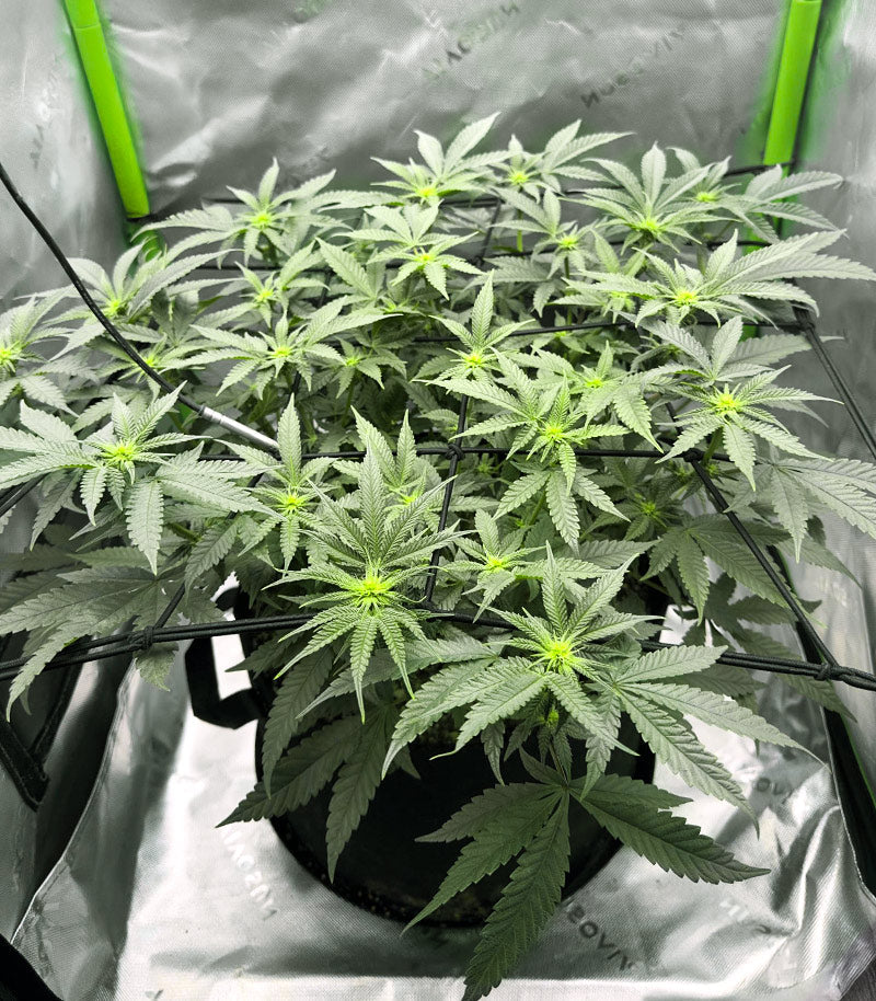 Roślina odmiany Jelly Donutz Autoflower – zdjęcie 6