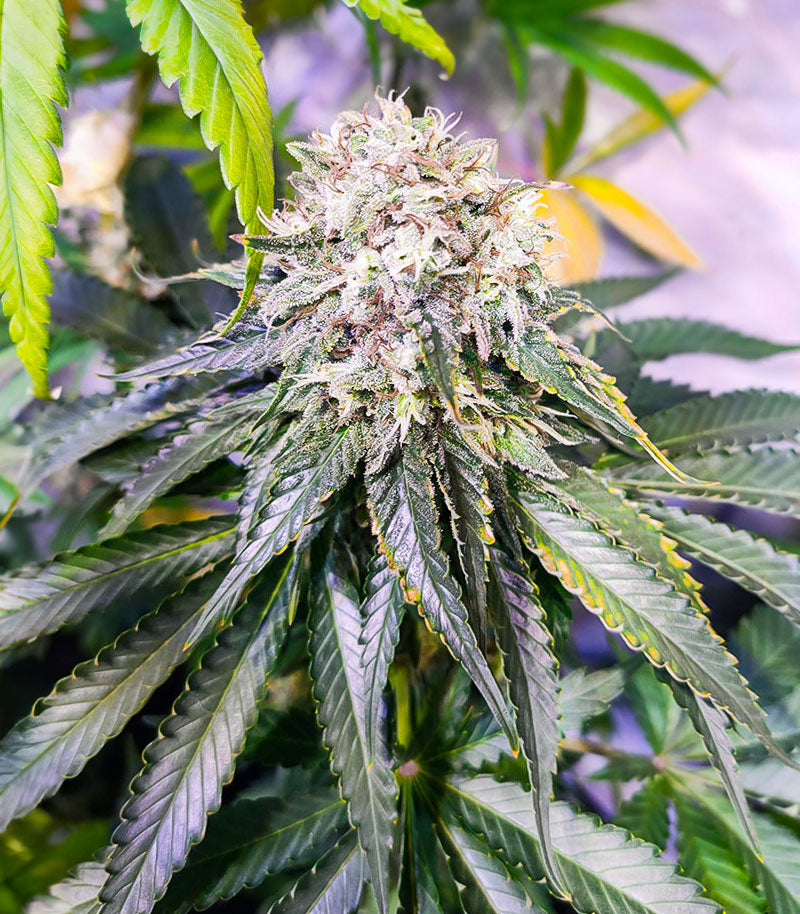 Roślina odmiany Lemon OG – AlphaFem Seeds – zdjęcie 6