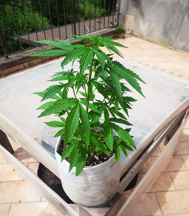 Roślina odmiany Sour Diesel Auto – Herbies Seeds – zdjęcie 7