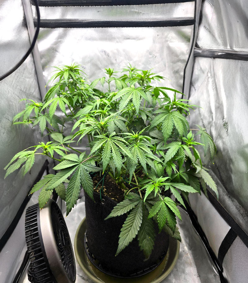 Roślina odmiany Papaya Cookies Auto – zdjęcie 6