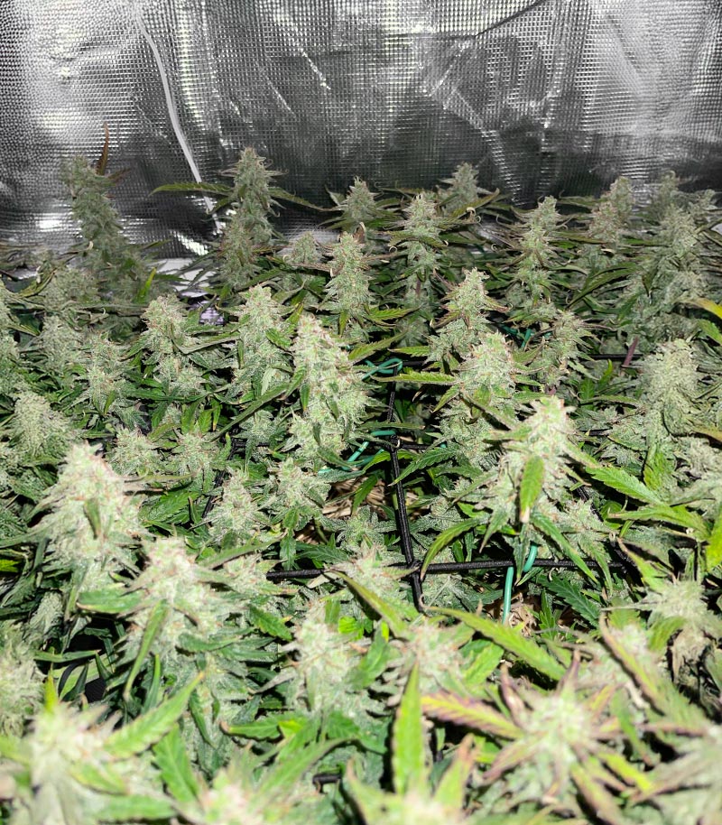 Roślina odmiany Blue Dream Autoflower – Seedkeepers – zdjęcie 6