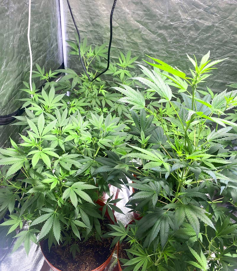 Roślina odmiany Tropicana Cookies Fast Flowering – zdjęcie 7