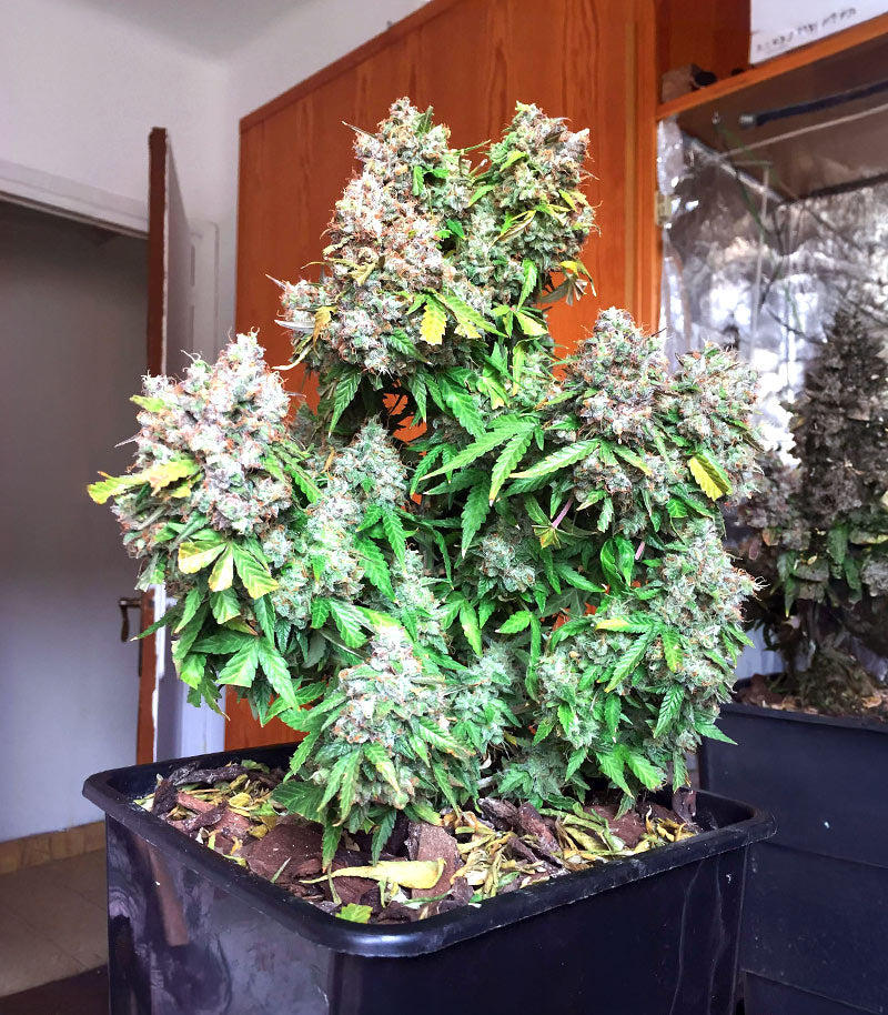 Roślina odmiany Auto Super OG Kush – zdjęcie 6