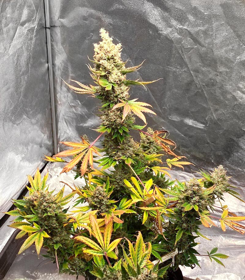 Roślina odmiany Mango Sherbert Autoflower – zdjęcie 7