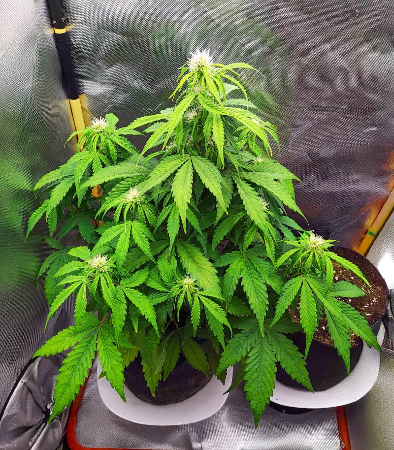 Roślina odmiany Humboldt Sour Diesel Autoflower – zdjęcie 3
